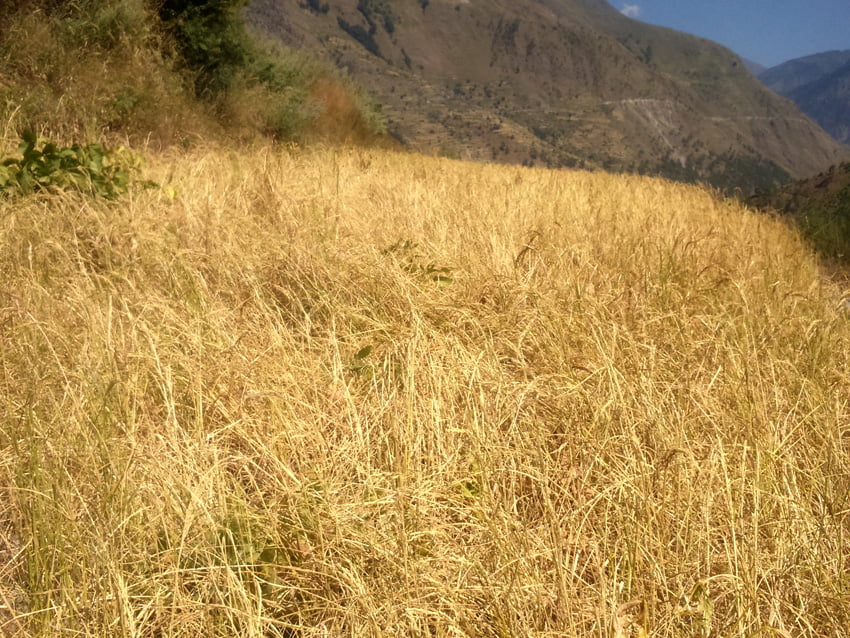 कर्णालीमा परेको खडेरीले भोकमरी हुने संकेत