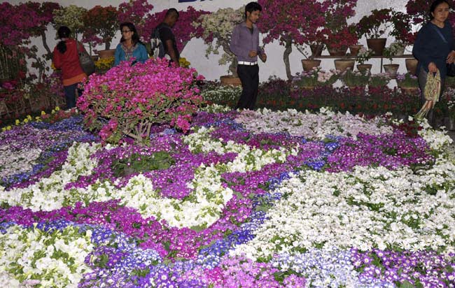 गोदावरी पुष्प प्रदर्शनी हुँदै