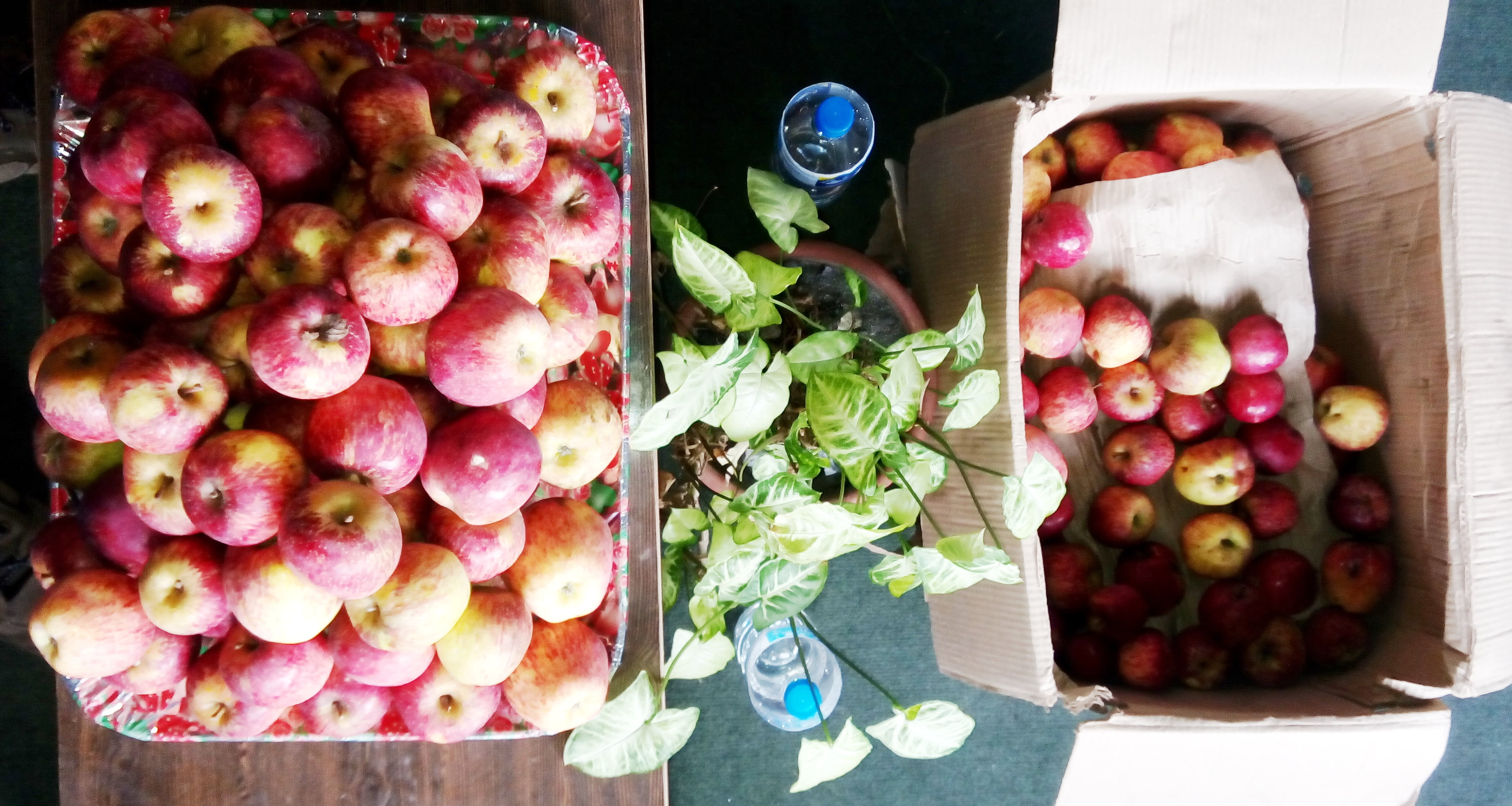 जुम्लाको अर्गानिक स्याउ राजधानीमा