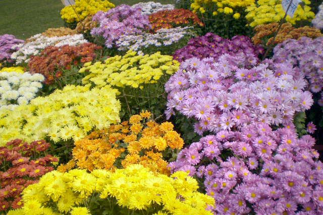 दशौं गोदावरी फूलको प्रतियोगितात्मक प्रदर्शनी हुने