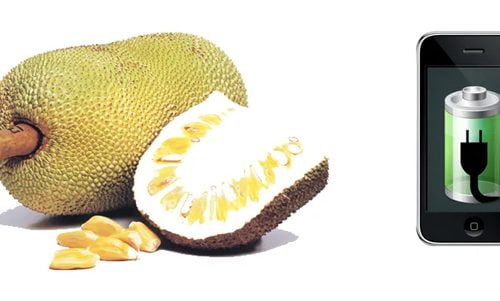 अचम्म! अब रुख कटहरबाट पनि मोबाइल चार्ज हुने, अनुसन्धानकर्ताहरुले गरे सफल परीक्षण