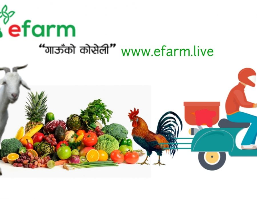 ग्रामीण भेगका किसानका उत्पादन शहरमा अनलाइन डेलिभरी गर्दै ईफार्म