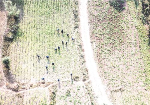 ड्रोनको प्रयोग मार्फत प्रहरीद्धारा गाँजाखेती खोजी र फँडानी