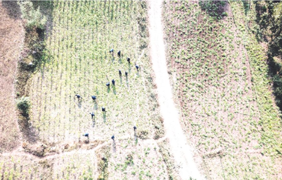 ड्रोनको प्रयोग मार्फत प्रहरीद्धारा गाँजाखेती खोजी र फँडानी