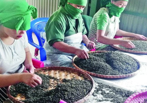 चिया निकासीमा अब प्रविधिगत निगरानी, सफ्टवेयरमार्फत बोटदेखि बजारसम्म जोडिने