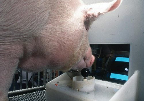 सुँगुरहरुले समेत भिडियो गेम खेल्नसक्ने वैज्ञानिक अनुसन्धानद्धारा पुष्टि