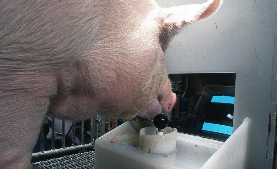 सुँगुरहरुले समेत भिडियो गेम खेल्नसक्ने वैज्ञानिक अनुसन्धानद्धारा पुष्टि