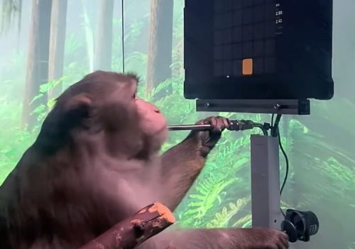 एलन मस्कको कम्पनी न्यूरालिंकको ‘ब्रेन चिप’ बाँदरमा प्रयोग, आफ्नै दिमागले भिडियो गेम खेल्दै