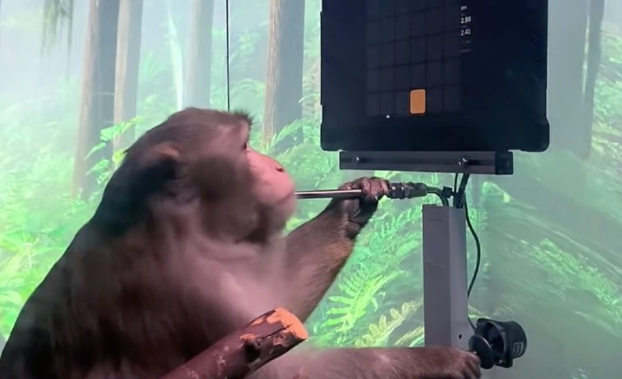 एलन मस्कको कम्पनी न्यूरालिंकको ‘ब्रेन चिप’ बाँदरमा प्रयोग, आफ्नै दिमागले भिडियो गेम खेल्दै