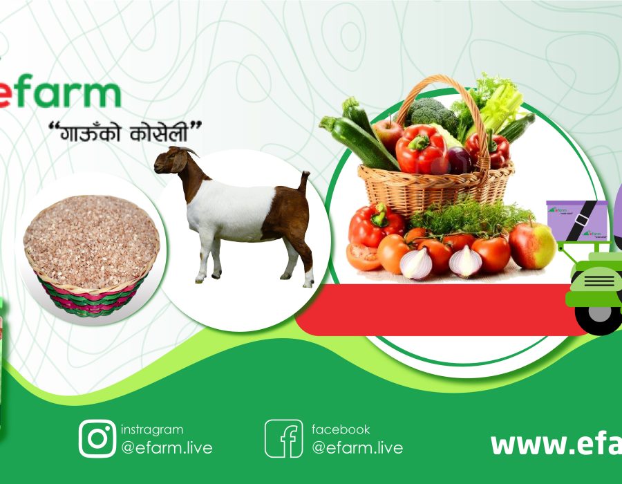 निषेधाज्ञामा पनि घर-घरमै फलफूल, तरकारी र मासुको होम डेलिभरी गर्दै इ फार्म