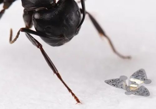 फ्लाइङ माइक्रोचिपले बताससँगै उडेर हावामा प्रदूषणको मात्रा पत्ता लगाउन सक्ने