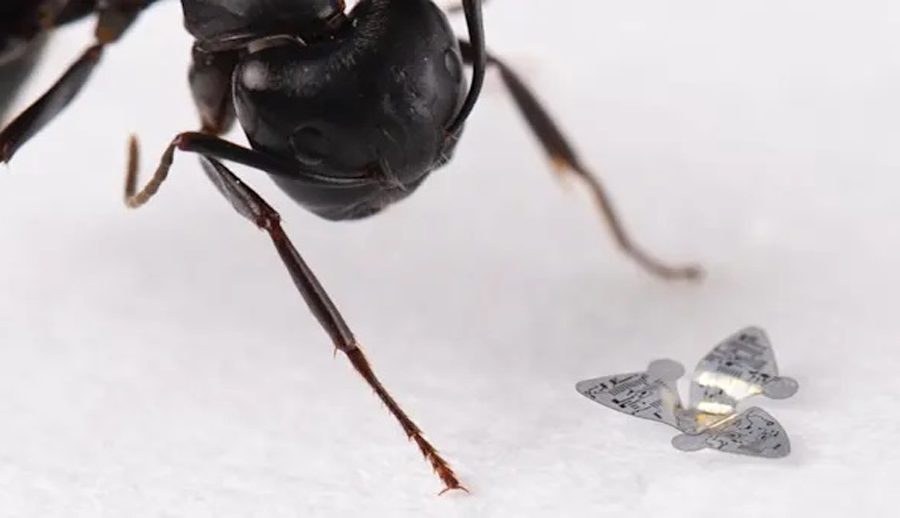 फ्लाइङ माइक्रोचिपले बताससँगै उडेर हावामा प्रदूषणको मात्रा पत्ता लगाउन सक्ने