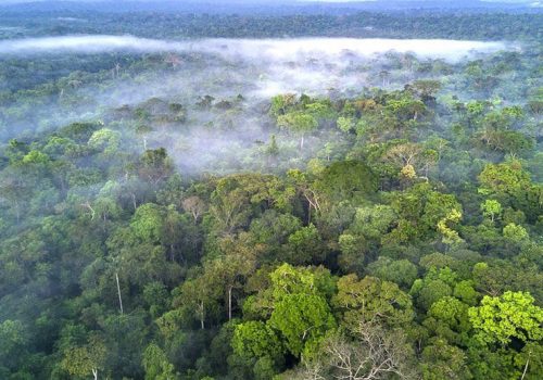 अमेजनको वर्षा जंगल अवैध रुपमा बिक्रीमा राखिएको प्रति फेसबुकले कदम चाल्ने