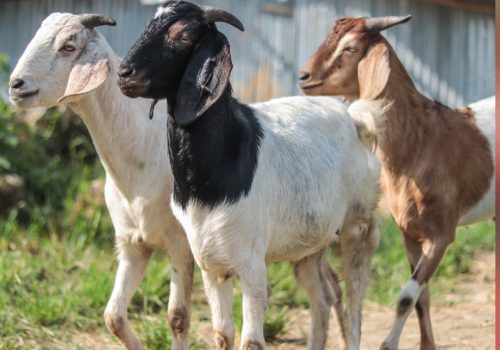 इ फार्मको खसी मेला सुरु, फोन गरेर घरैमा मगाउन सकिने