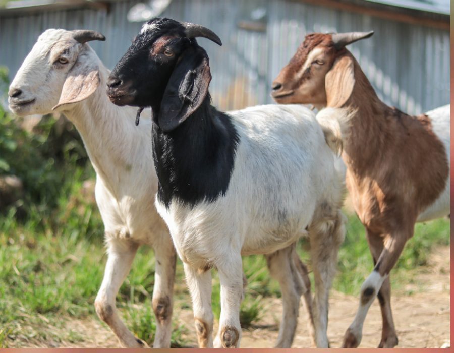 इ फार्मको खसी मेला सुरु, फोन गरेर घरैमा मगाउन सकिने