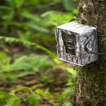 बस्तीनजिक आउने वन्यजन्तुको निगरानी क्यामराबाट, अनलाइनबाटै गतिविधि नियाल्न सकिने