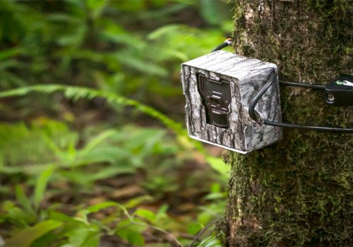 बस्तीनजिक आउने वन्यजन्तुको निगरानी क्यामराबाट, अनलाइनबाटै गतिविधि नियाल्न सकिने