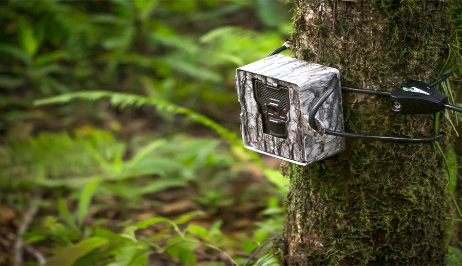 पर्सामा बाघको निगरानी गर्न क्यामरा ‘ट्रयापिङ’