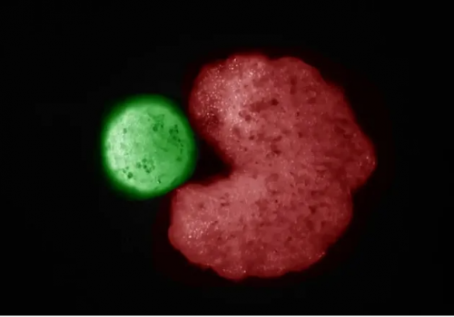 कोशाणुमा आधारित जीवित रोबोटहरूले आफैँलाई पुन: उत्पादन गर्न सक्ने