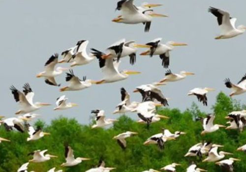 ‘छिमेकी चरा’ एपको माध्यमबाट चरा गणना