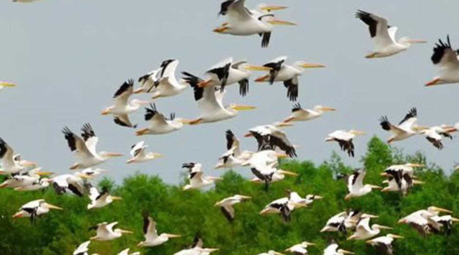 ‘छिमेकी चरा’ एपको माध्यमबाट चरा गणना