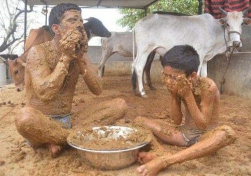 चीनमा गाईको गोबरबाट व्यावसायिक बिजुली उत्पादन शुरु