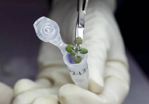 वैज्ञानिकहरुले उमारे पहिलो पटक चन्द्रमामा बिरुवा