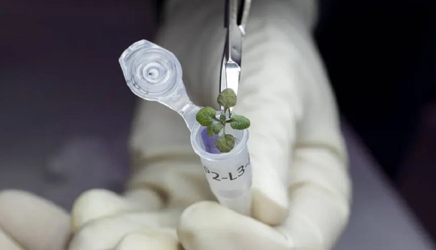 वैज्ञानिकहरुले उमारे पहिलो पटक चन्द्रमामा बिरुवा