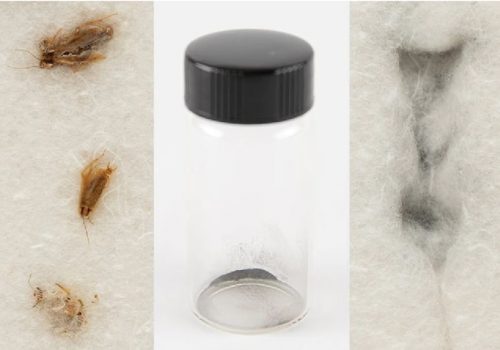 लिलामीमा राखिएको चन्द्रमाको धुलो र साङ्ला फिर्ता गर्न नासाको अनुरोध