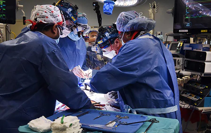 ‘ब्रेन डेड’ भएका मानिसमा सुँगुरको दुई ओटा मुटु प्रत्यारोपणमा सफलता