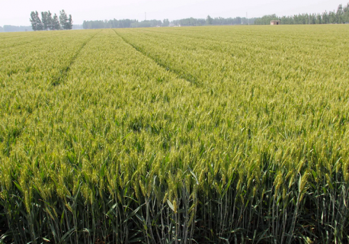 चीनले अन्तरिक्षमा नयाँ खाद्य पदार्थ सिर्जना गर्यो