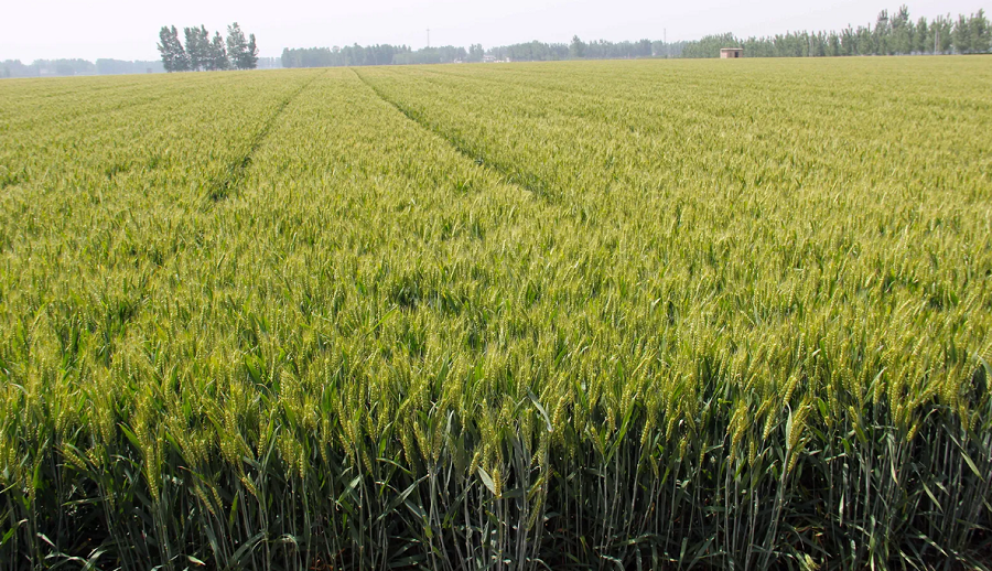 चीनले अन्तरिक्षमा नयाँ खाद्य पदार्थ सिर्जना गर्यो