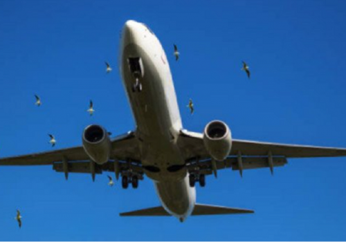 प्लेनमा चरा ठोक्किनबाट बचाउनका लागि एआईमा आधारित लेजर