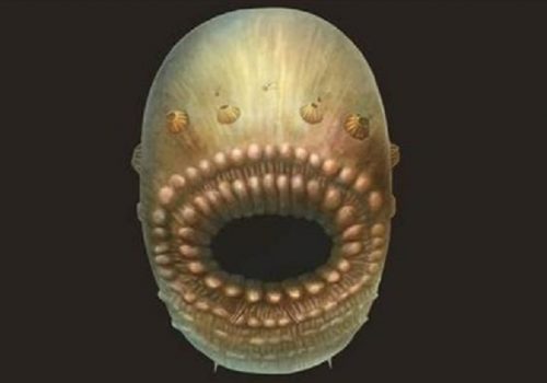 माइक्रोस्कोपिकद्वारा फेलापर्यो गुदद्वार नभएको आधा अर्ब वर्ष पुरानो जीवको रहस्य