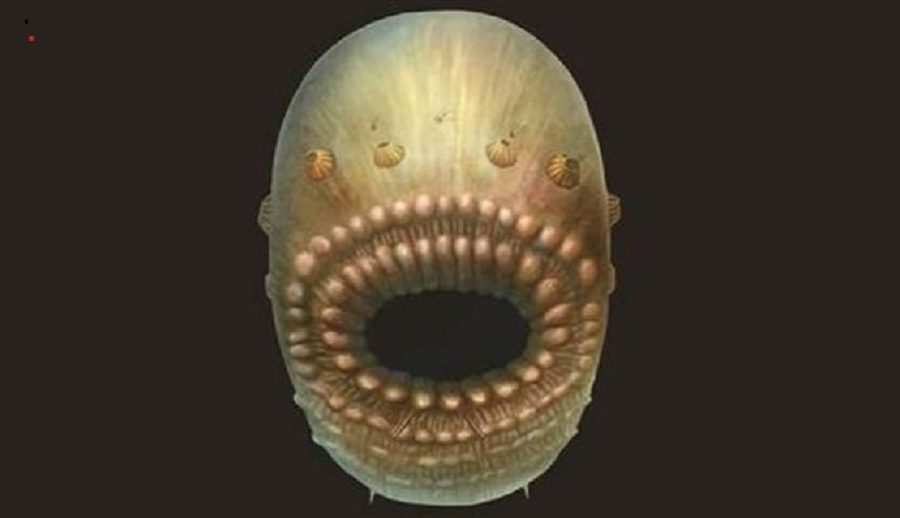 माइक्रोस्कोपिकद्वारा फेलापर्यो गुदद्वार नभएको आधा अर्ब वर्ष पुरानो जीवको रहस्य