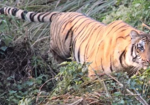 एआई प्रविधिले बाघको अवैध ओसारपसार नियन्त्रण गर्ने, नेपाललाई पनि फाइदा