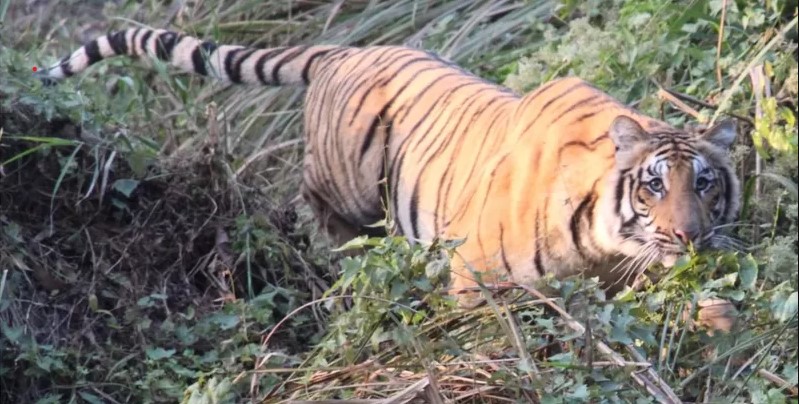 एआई प्रविधिले बाघको अवैध ओसारपसार नियन्त्रण गर्ने, नेपाललाई पनि फाइदा