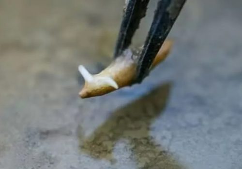 नयाँ शून्य गुरुत्वाकर्षण प्रयोगशाला प्रयोग गरेर चीनले अन्तरिक्षमा उब्जायो धान