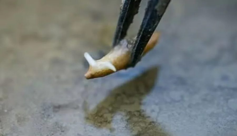 नयाँ शून्य गुरुत्वाकर्षण प्रयोगशाला प्रयोग गरेर चीनले अन्तरिक्षमा उब्जायो धान