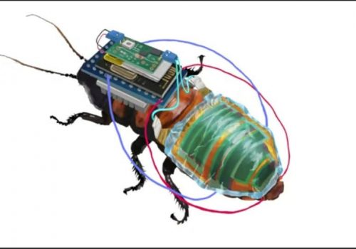 साइबोर्ग साङ्लोमा वैज्ञानिकहरूले जोडे सौर्य प्यानल र वायरलेस रेडियो, रिमोटबाट नियन्त्रण हुने