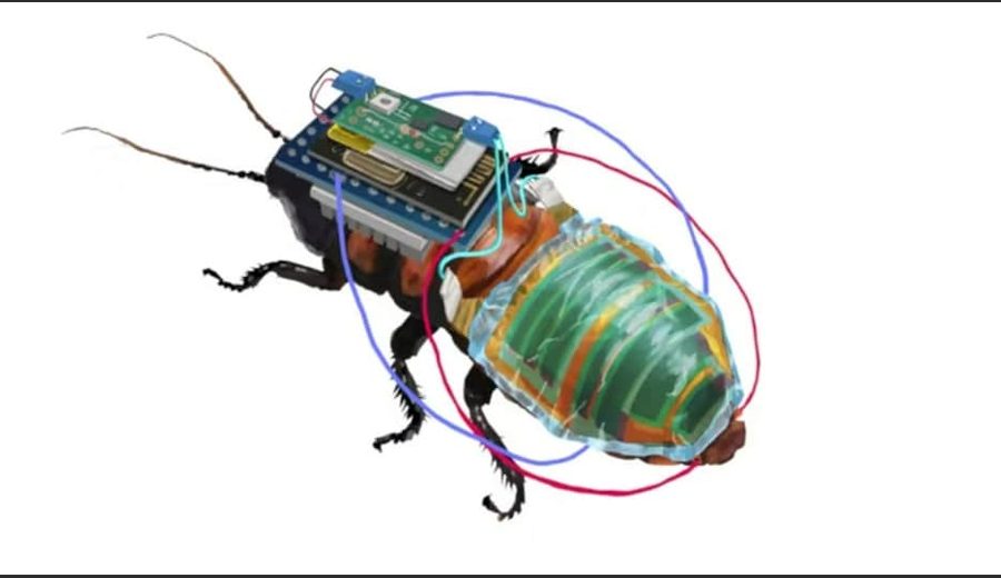 साइबोर्ग साङ्लोमा वैज्ञानिकहरूले जोडे सौर्य प्यानल र वायरल‍ेस रेडियो, रिमोटबाट नियन्त्रण हुने