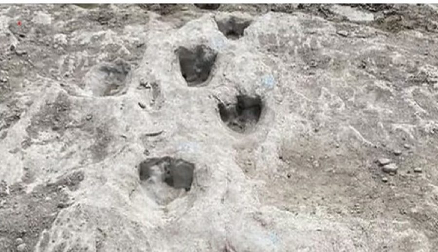 अमेरिकामा सुक्खा परेपछि ११.३ करोड वर्ष पूरानो डाइनोसरको पाइला फेला