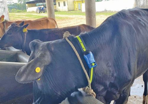 गाईको घाँटीमा सेन्सर माला, मोबाइल एप्लिकेसनमार्फत गाईको निगरानी गर्ने