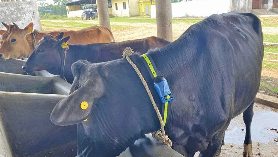 गाईको घाँटीमा सेन्सर माला, मोबाइल एप्लिकेसनमार्फत गाईको निगरानी गर्ने