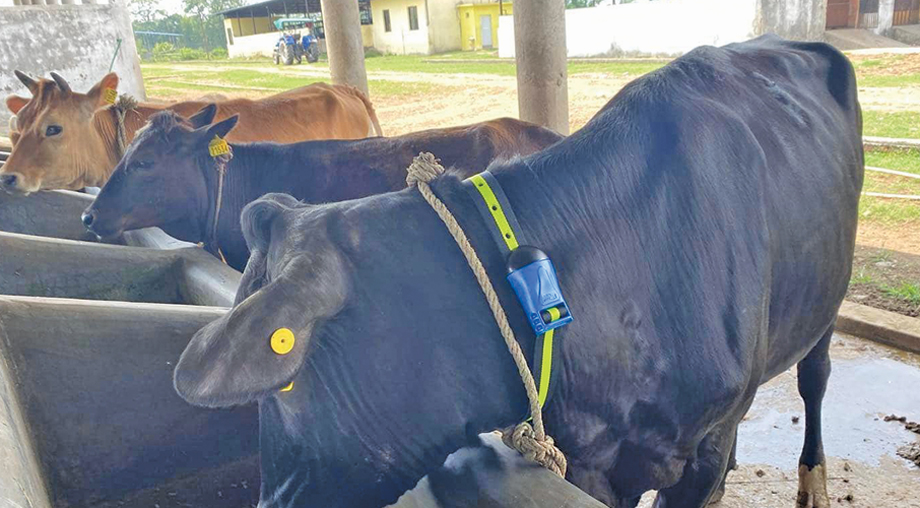 गाईको घाँटीमा सेन्सर माला, मोबाइल एप्लिकेसनमार्फत गाईको निगरानी गर्ने