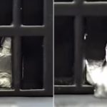 वैज्ञानिकले बनाए पग्लिएपछि पनि फेरि आकार लिने रोबोट