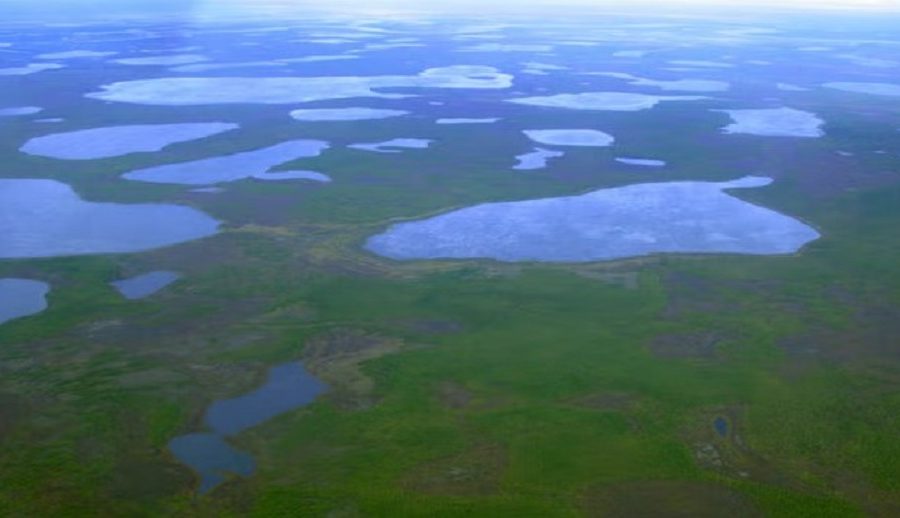 वैज्ञानिकहरू साइबेरियाको पर्माफ्रोस्टमा ४६ हजार वर्षसम्म जमेको किरालाई पुनर्जीवित गर्न सफल