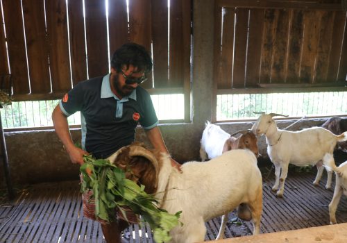 कम्प्युटर इन्जिनियर व्यावसायिक बाख्रा पालनमा