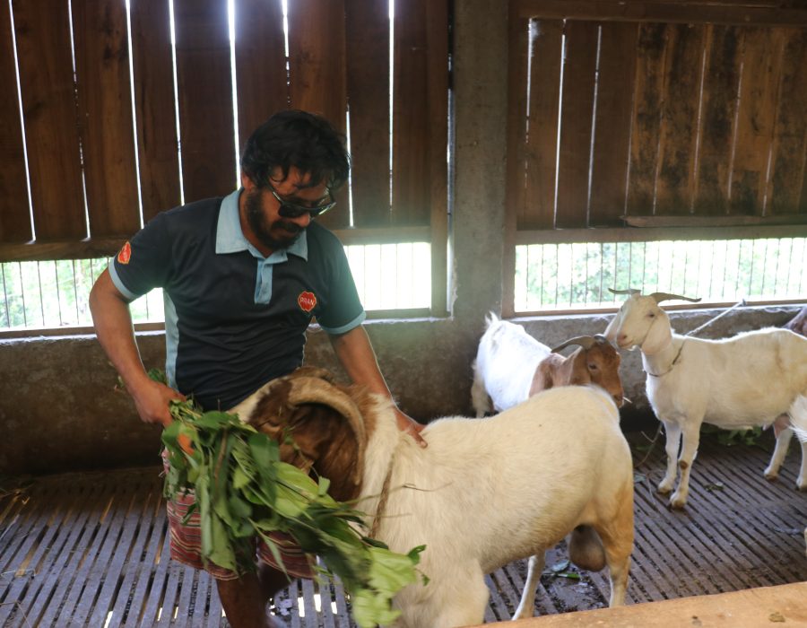 कम्प्युटर इन्जिनियर व्यावसायिक बाख्रा पालनमा