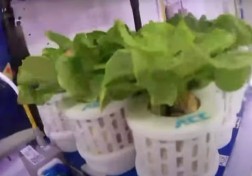 चीनले अन्तरिक्षमा सफलतापूर्वक उब्जायो साग र टमाटर